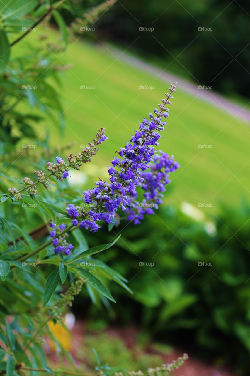 Purple Pointed Flower