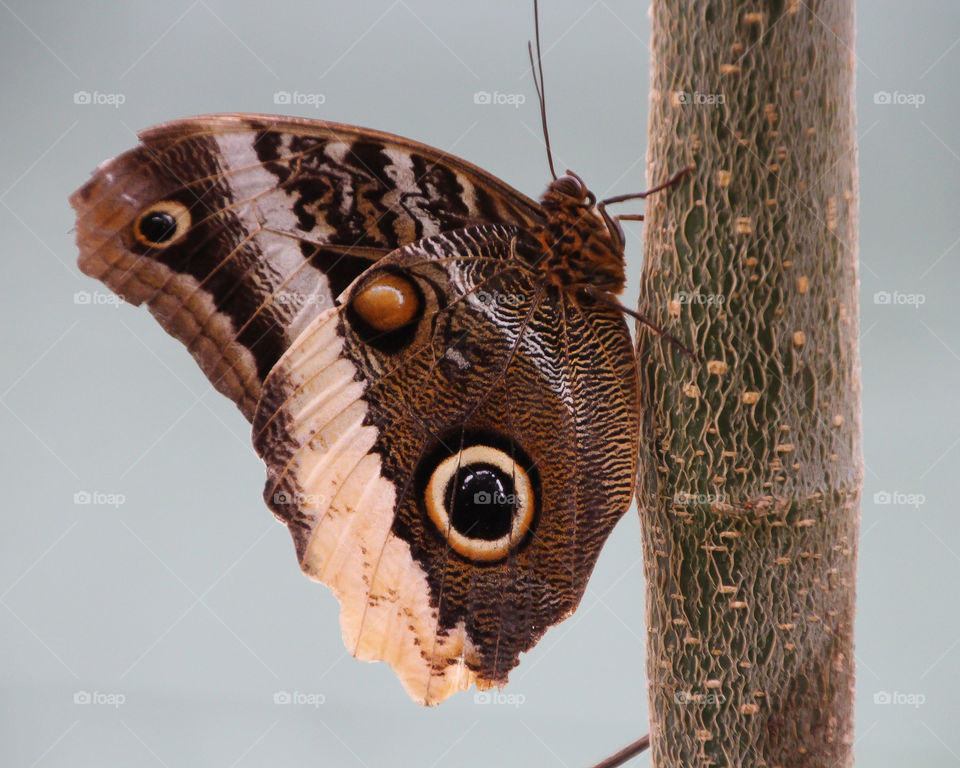 Owl Butterfly