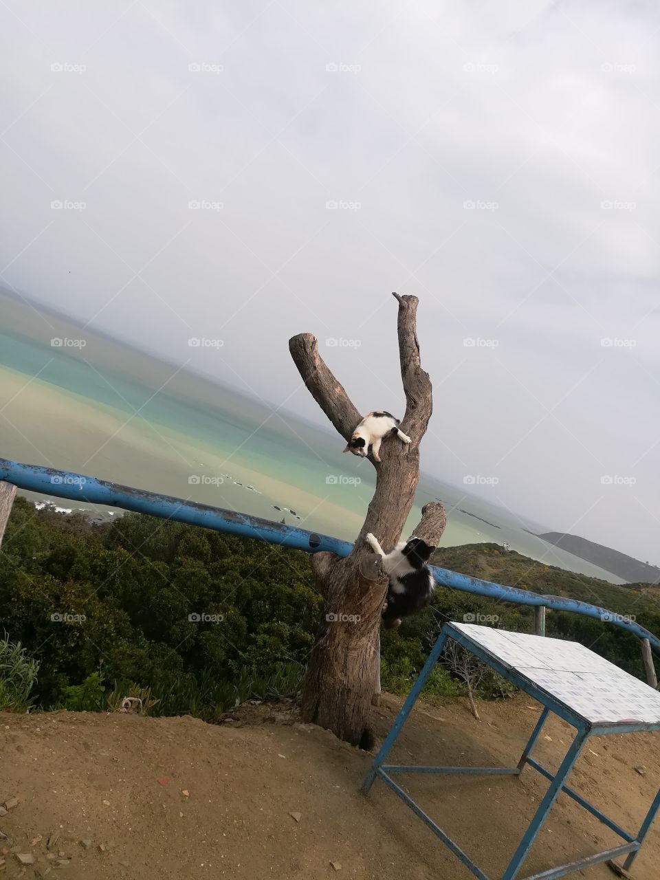 Cats playing in the nature