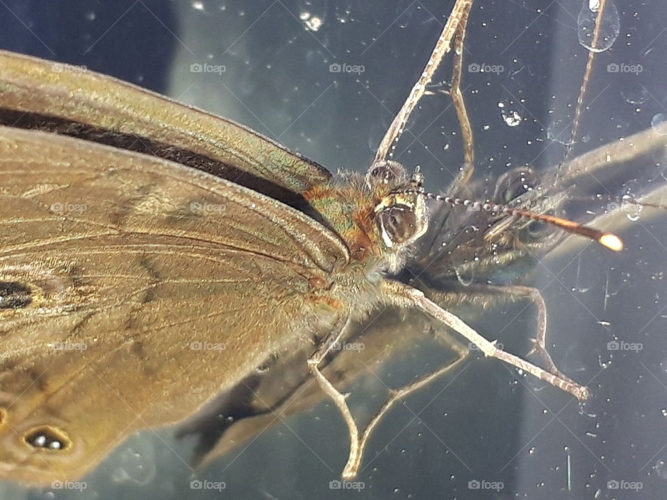 butterfly on the mirror