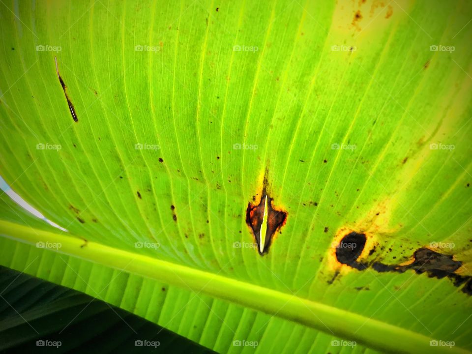 Palm tree leaf