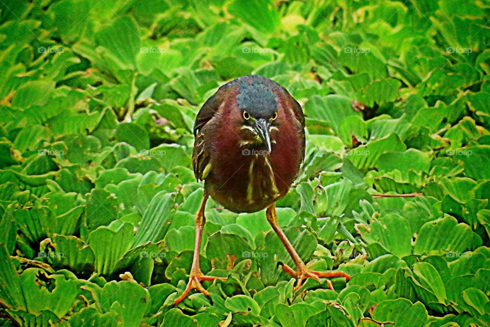 Little Green Heron