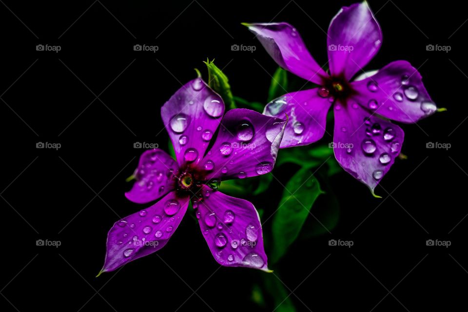 water drops on the flowers