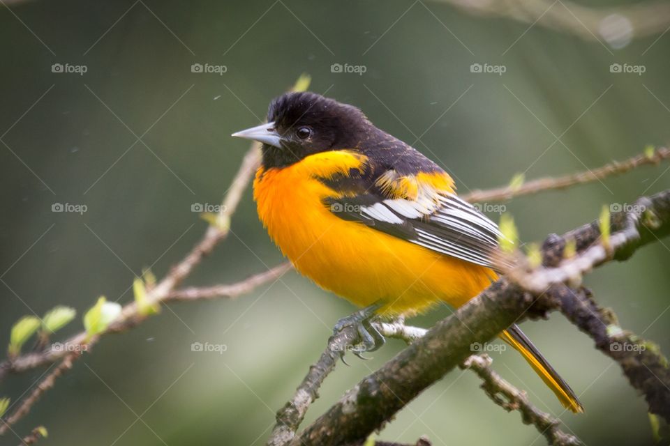 Orange black bird on a branch. Small Orange and black bird sitting on a tree branch. Few raindrops visible. Blurry background 