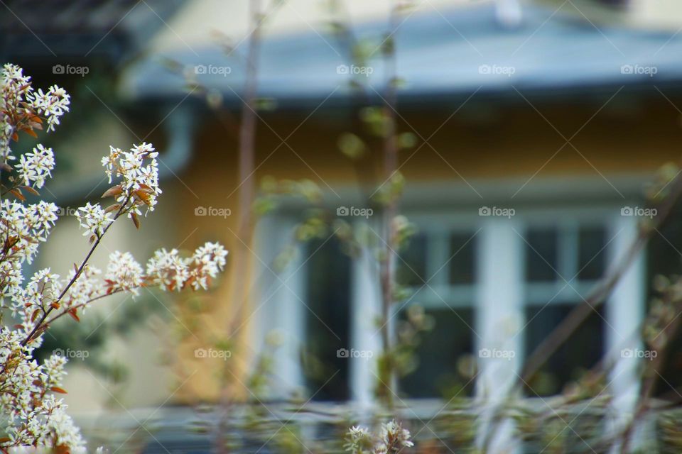 Close-up of a cherry blossom branch in the city with house in the background