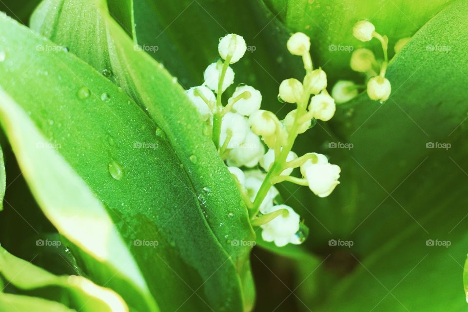 Dewy Lily of the Valley Buds 