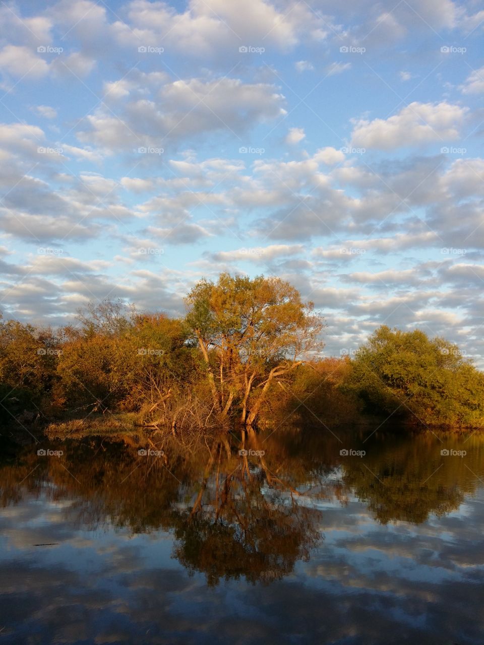 Reflection of trees in lake