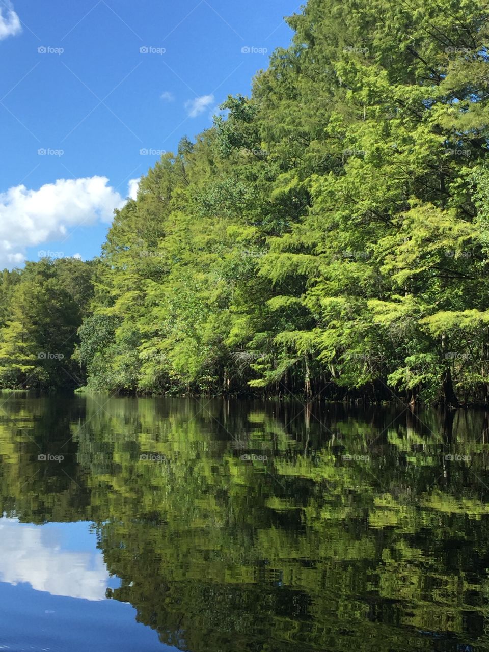 Trees reflected on idyllic lake