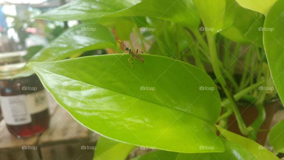 green leaf and a bug