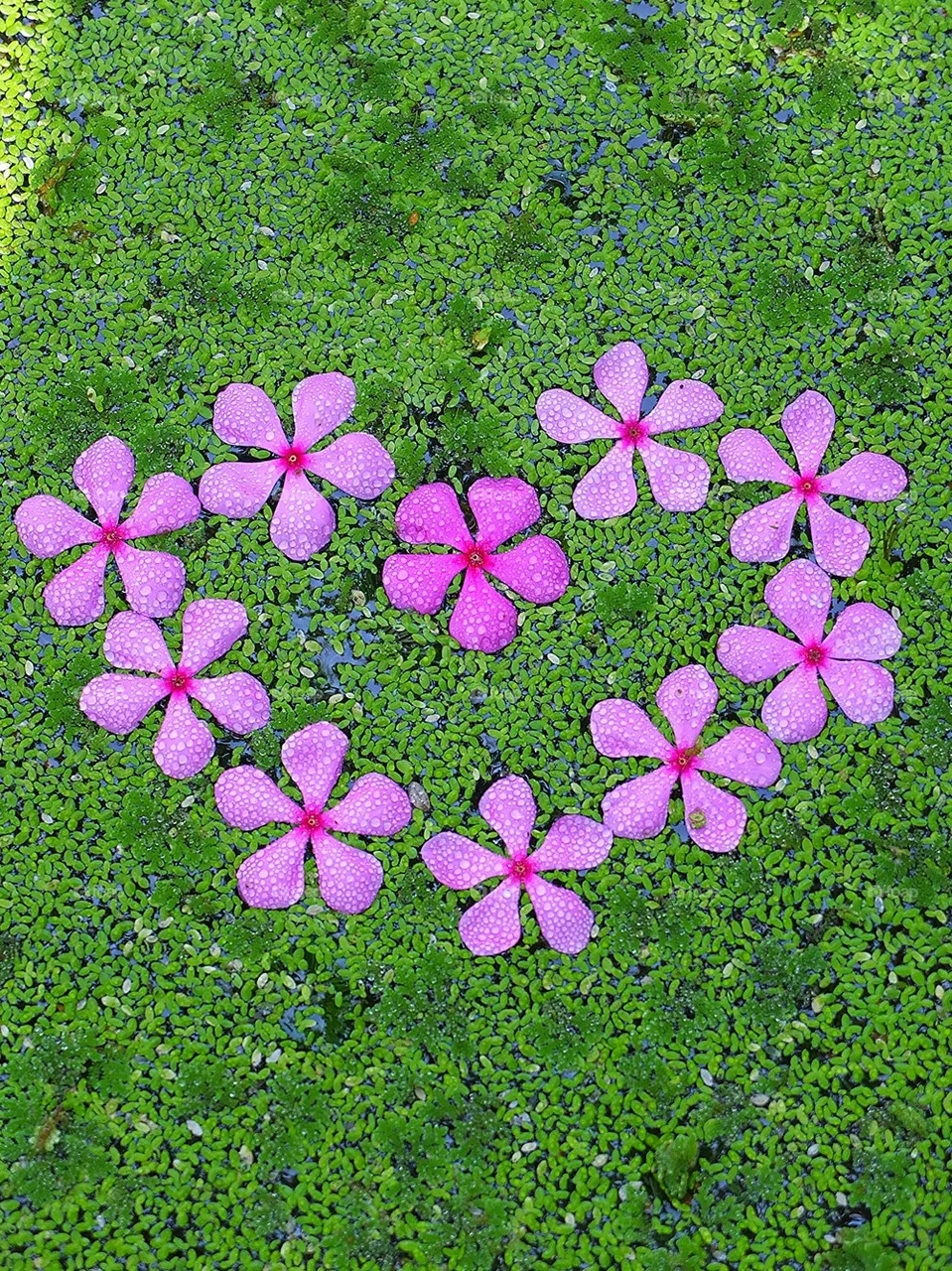heart