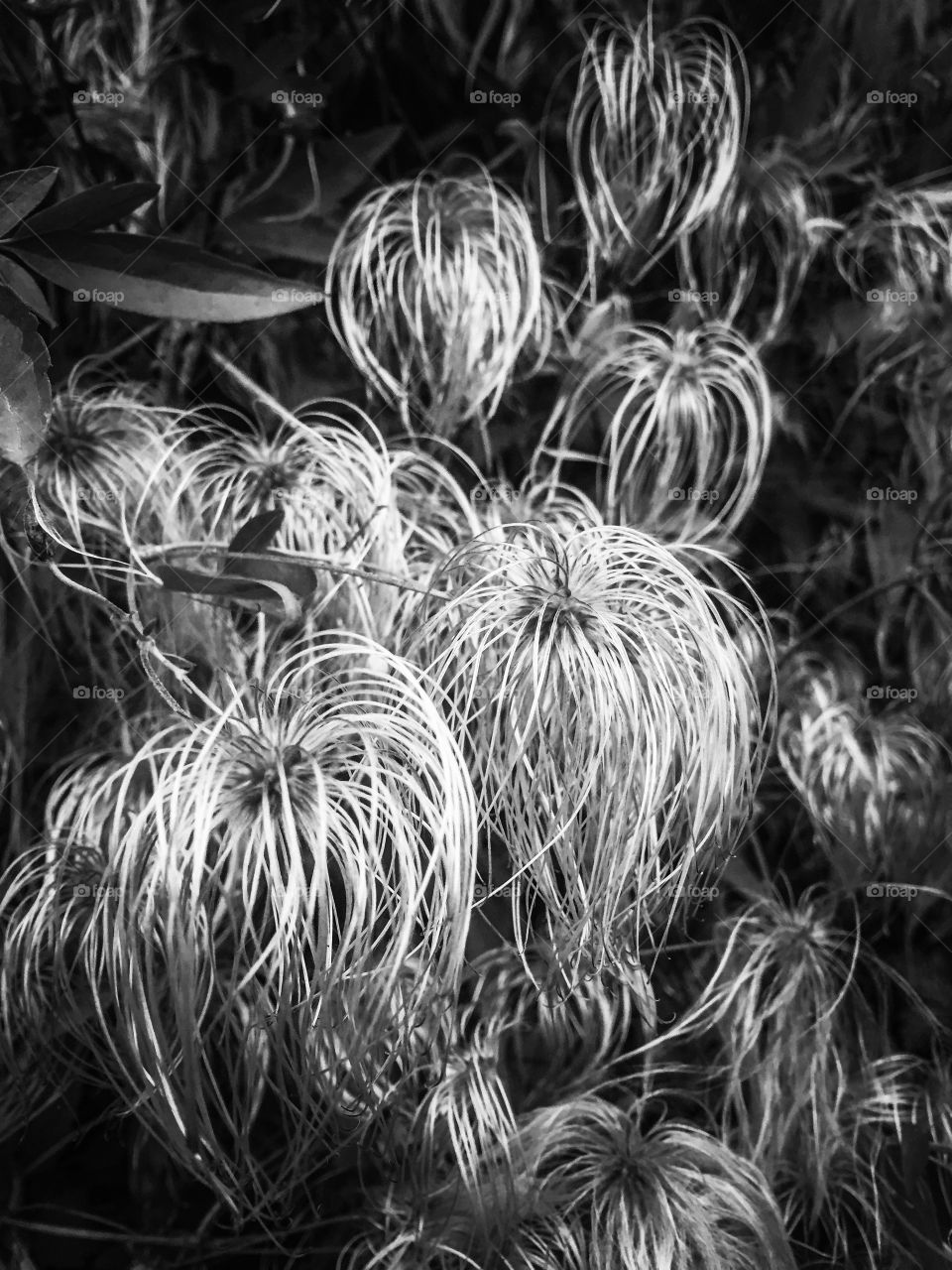 Black and white image of flora dying as Autumn comes