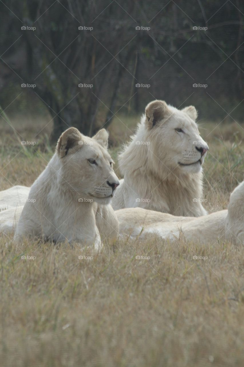 White lions at the Lion and Rhino park South Africa

