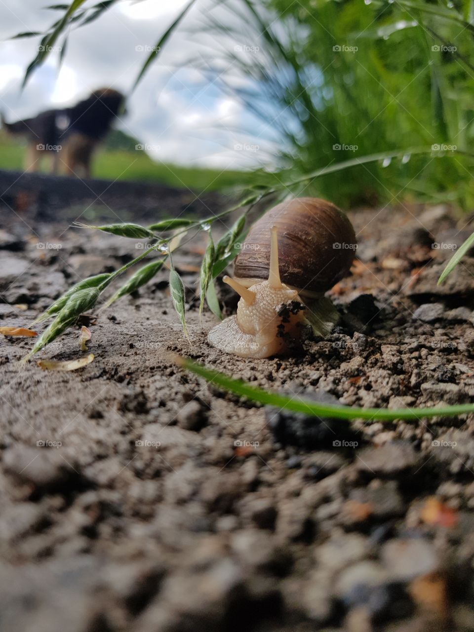 Snail across my way