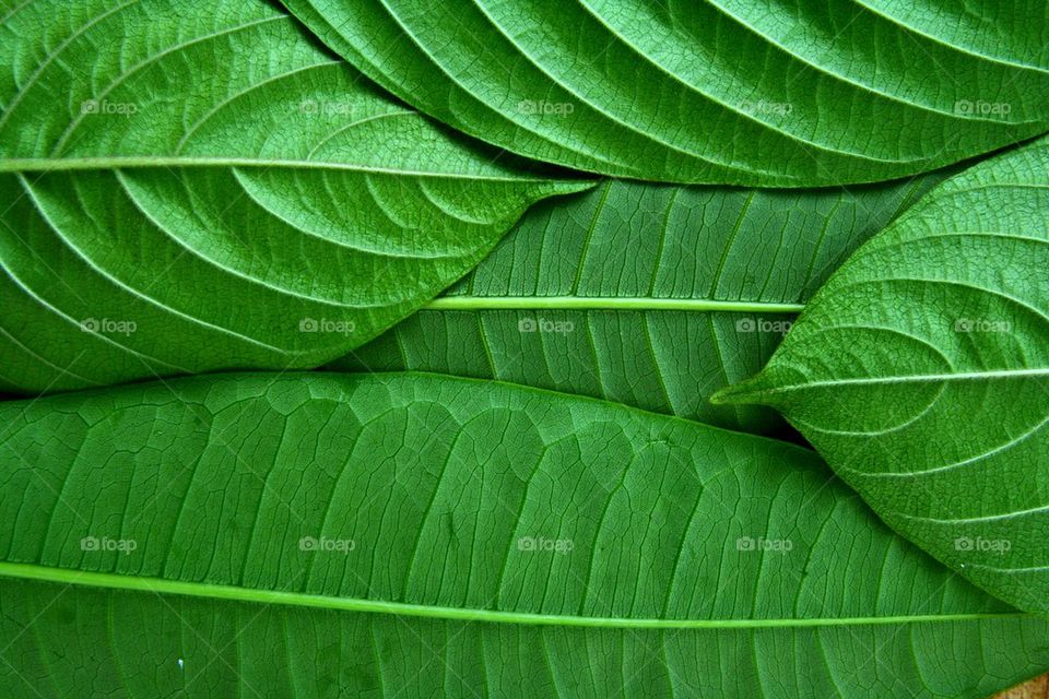 fresh green leaves