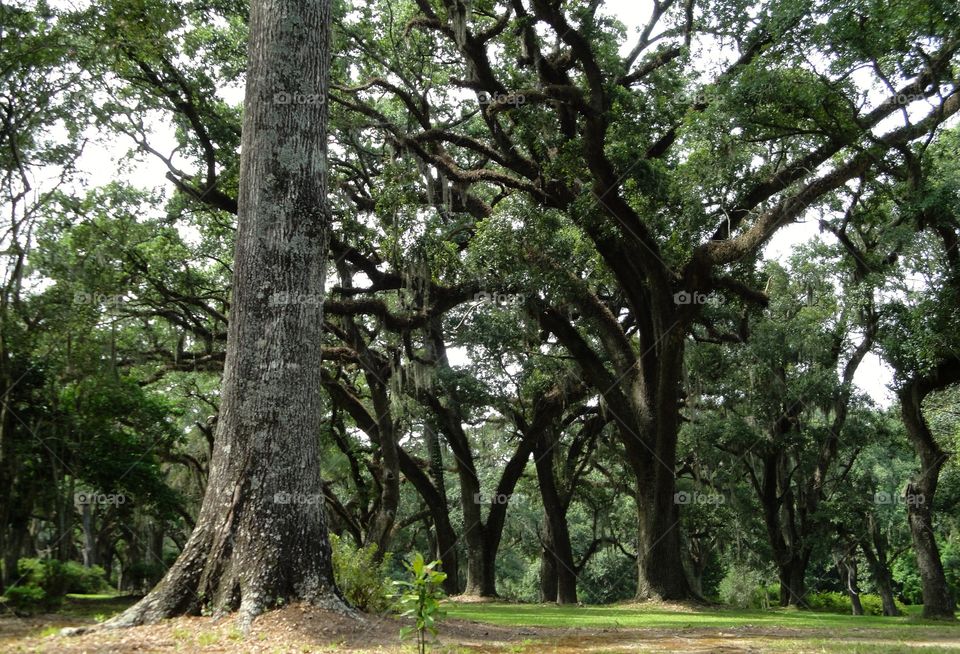 Forest in Mississippi . Forest in Mississippi on a plantation