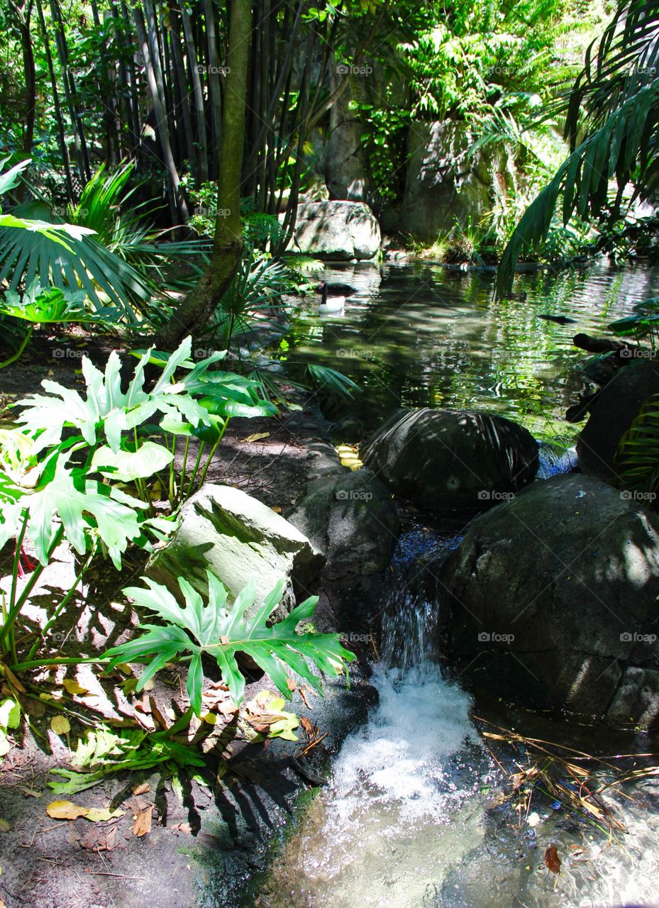 Rainforest waterfall 