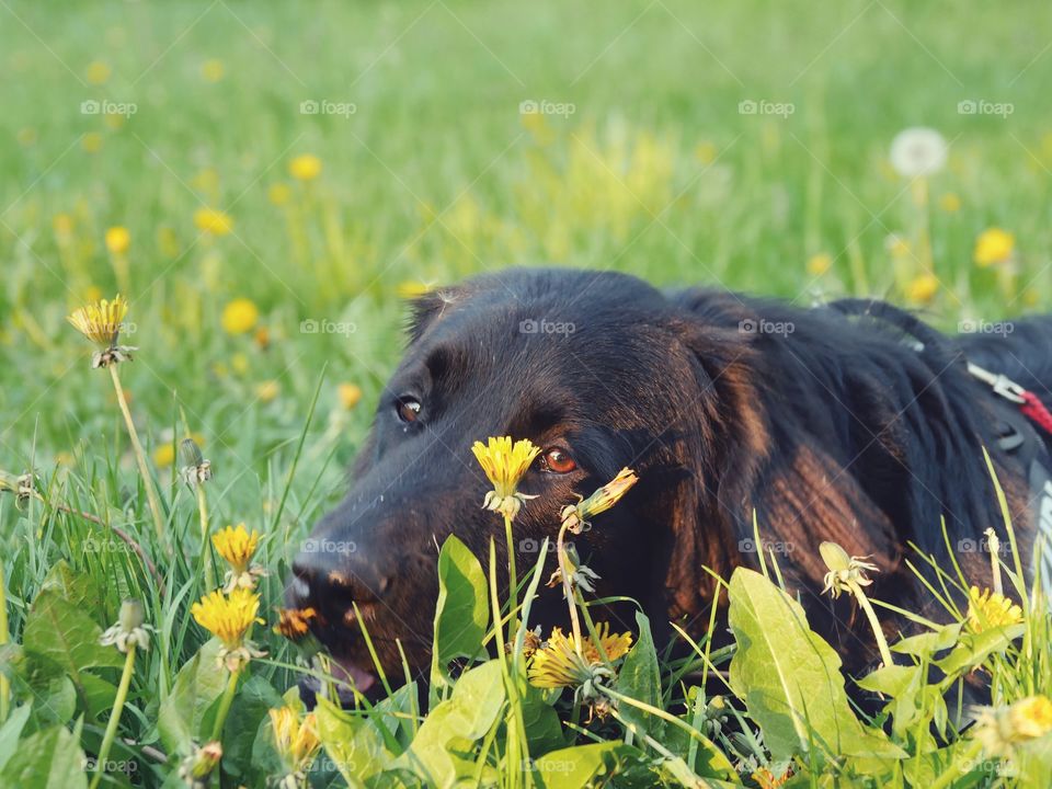 Hovawart smells of dandelion flowers