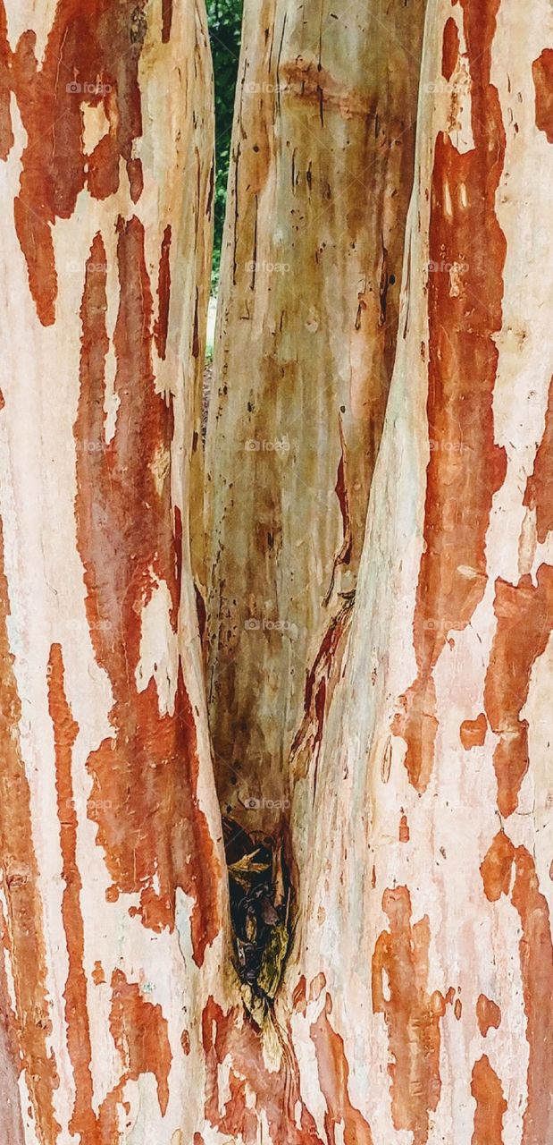 Tree bark