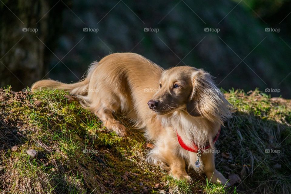 Portrait of a Dachshund