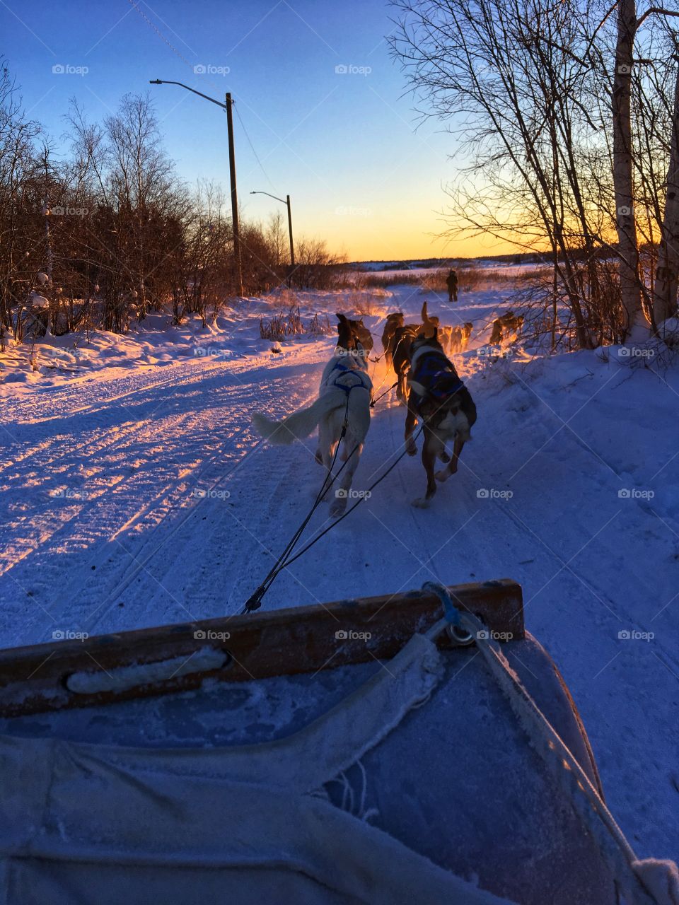 Nwt dog sled! 