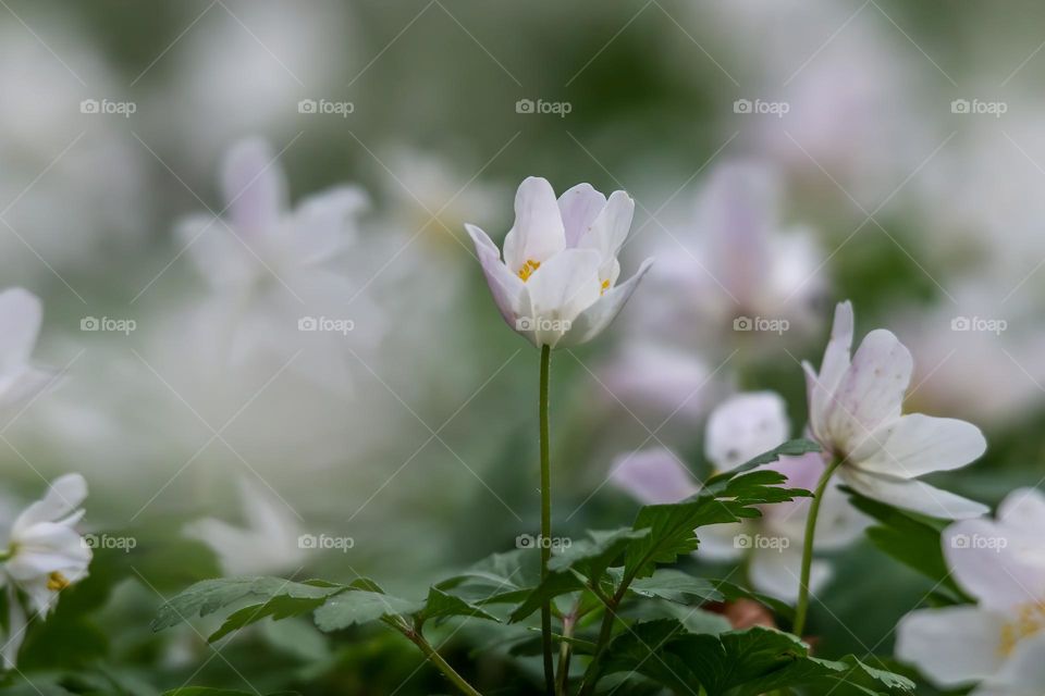 Spring flowers in the forest