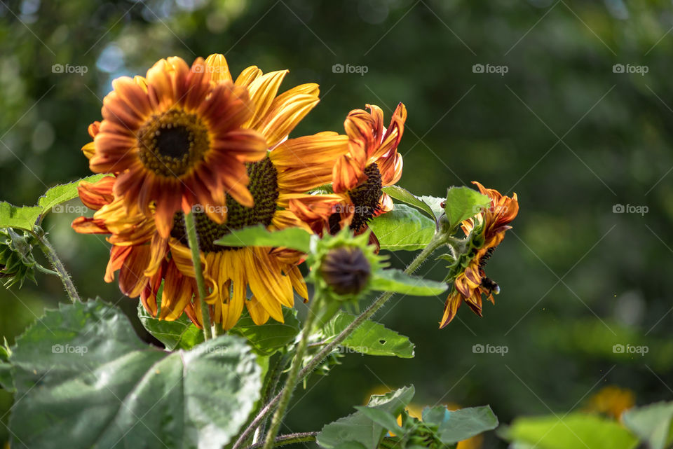 sunflowers bees and bumblebees