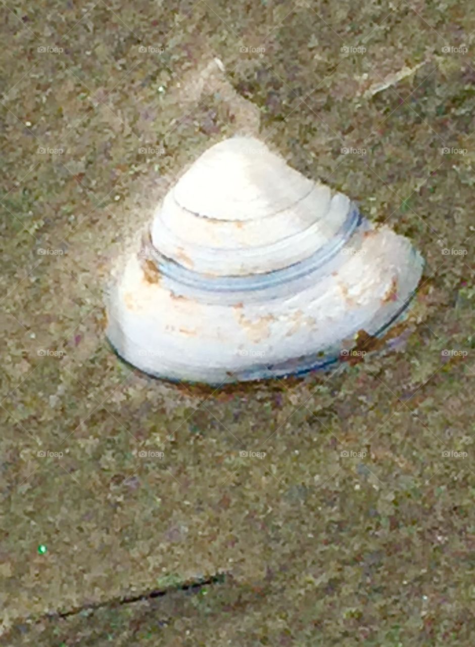 Shell