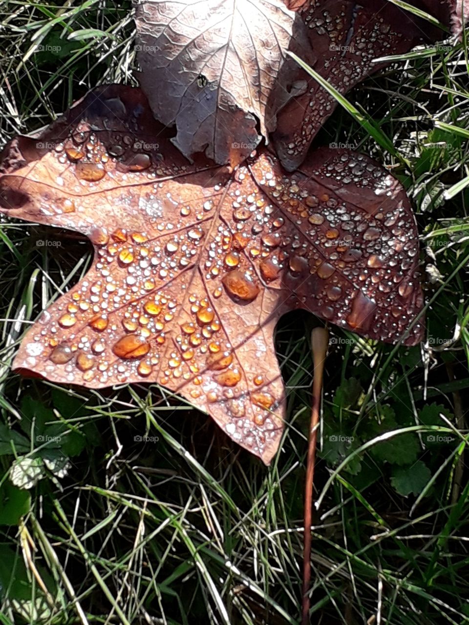 raindrops on an orange fallen leaf