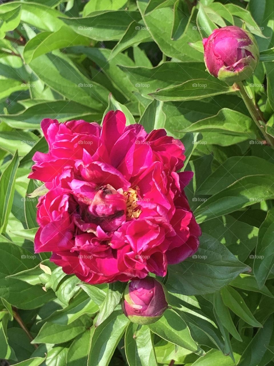 Peony