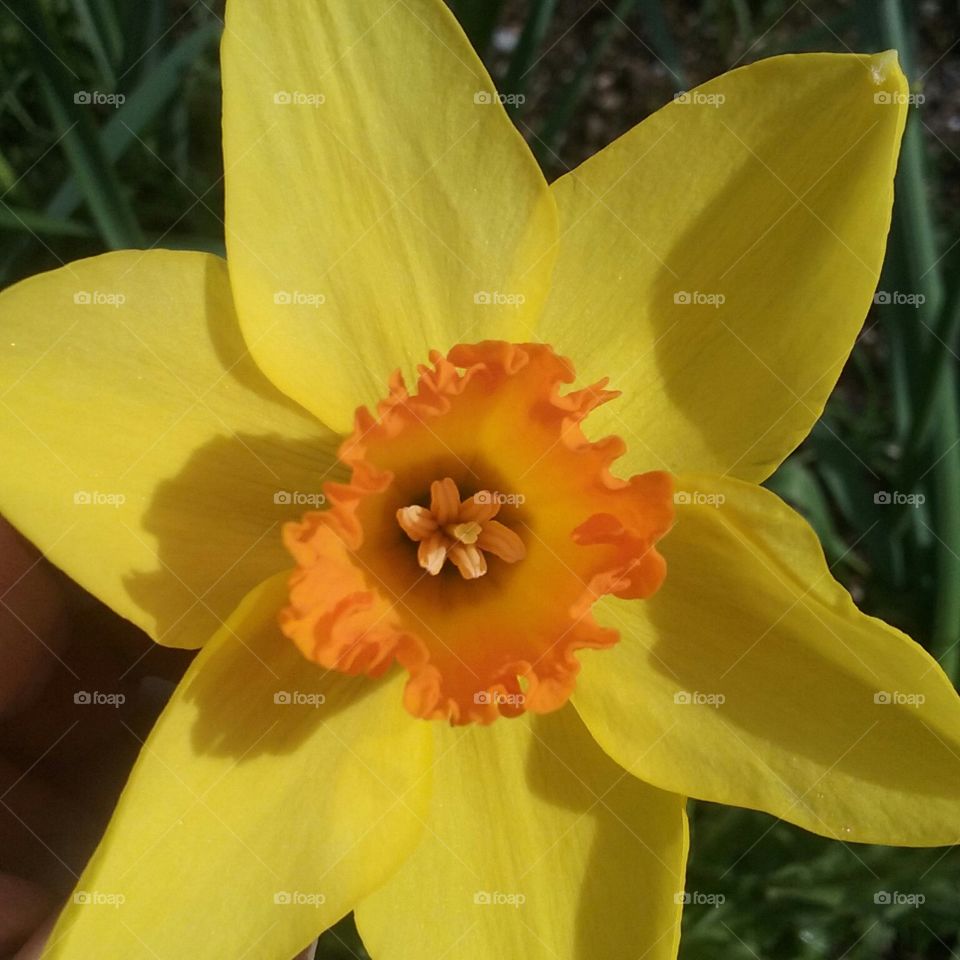 Gorgeous daffodil in full bloom.
