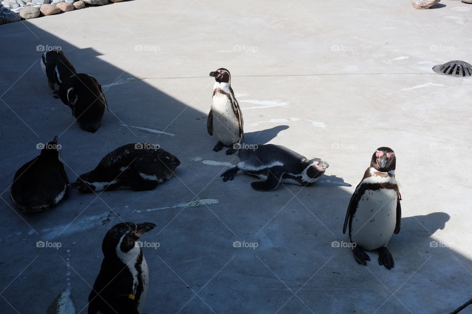 penguins