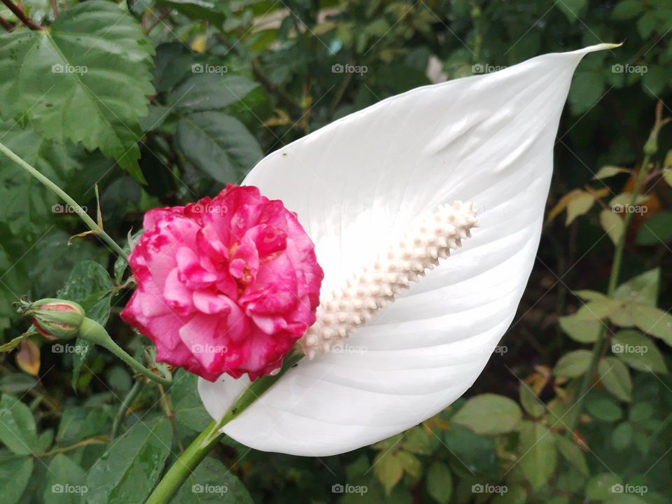 Beautiful flowers, in my garden there is this rose shaded with red and pink tones, also this white anthurium. a treat for the eyes