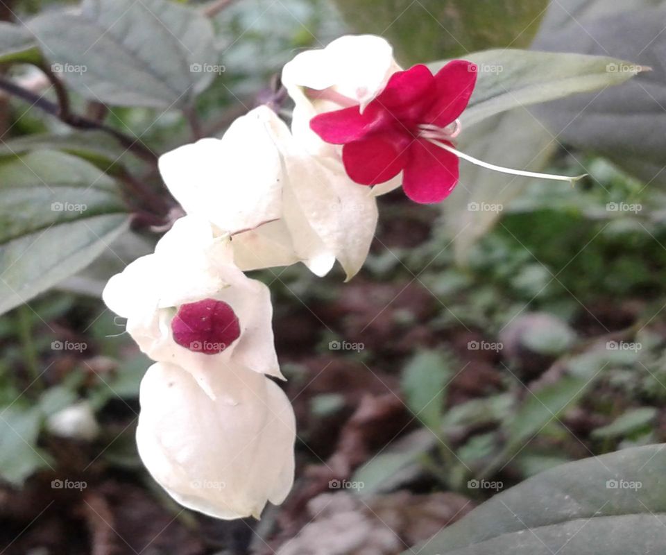 White and red lovely flower