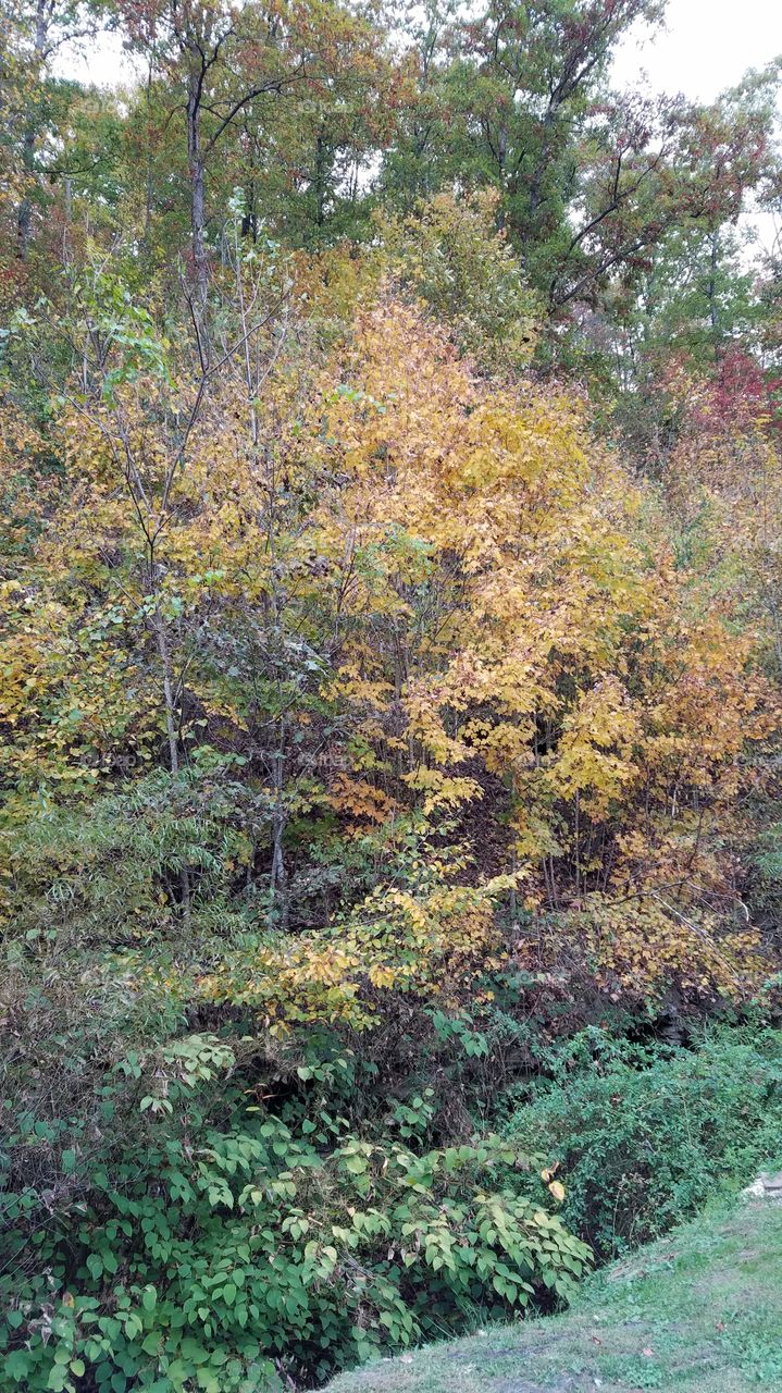 turning autumn in my community