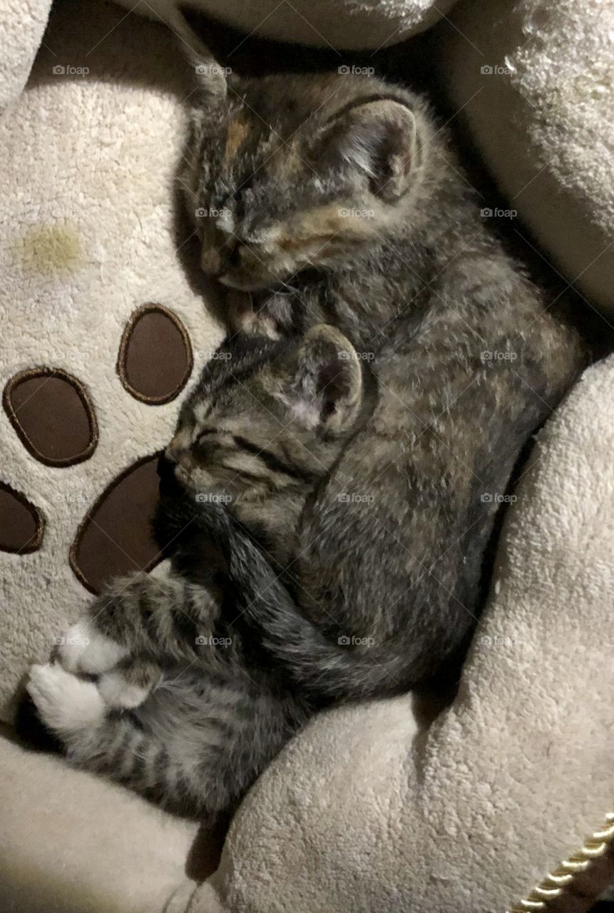 My kitties asleep in their kitty bed