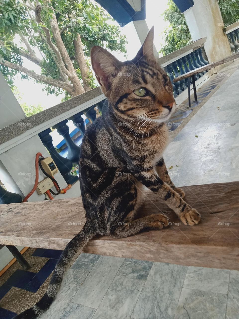 Tabby is any domestic cat with a distinctive 'M'-shaped marking on its forehead; stripes by its eyes and across its cheeks, along its back, and around its legs and tail; and, characteristic striped, dotted, lined, flecked, banded, or swirled patterns