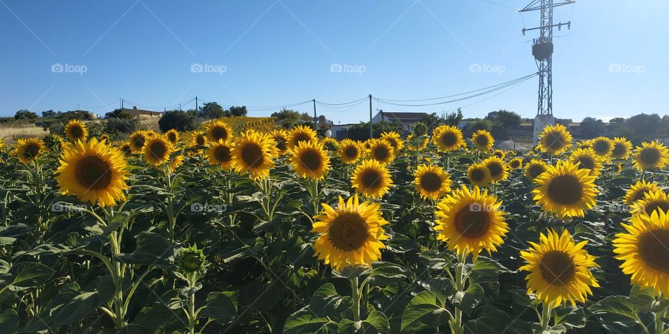 sunflowers