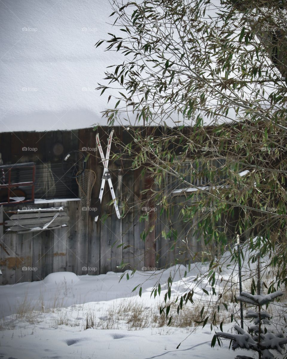 An old shack covered in snow with skies and sleds hung on the walls.