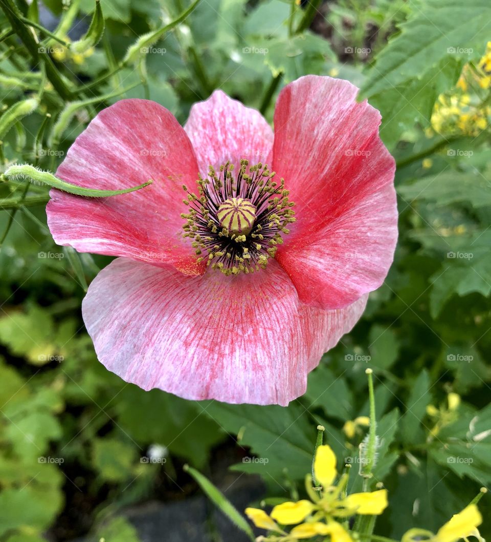 wildflower poppy in my yard for the butterflies & bees