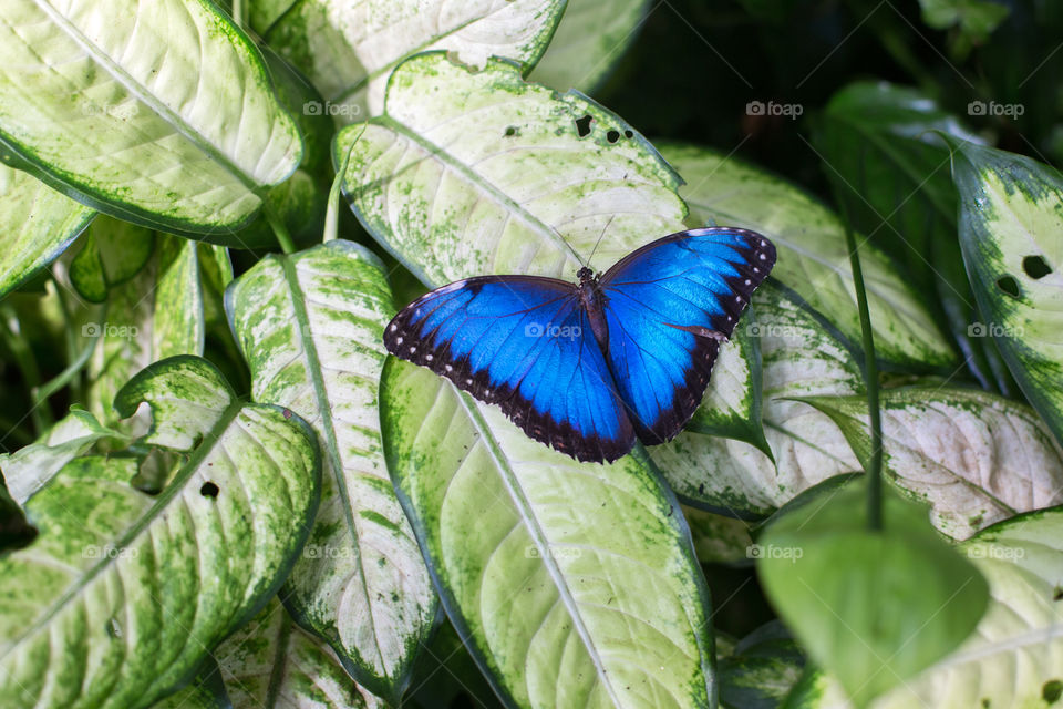 Beautiful blue and black butterfly wings 