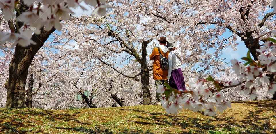 Cherry blossoming