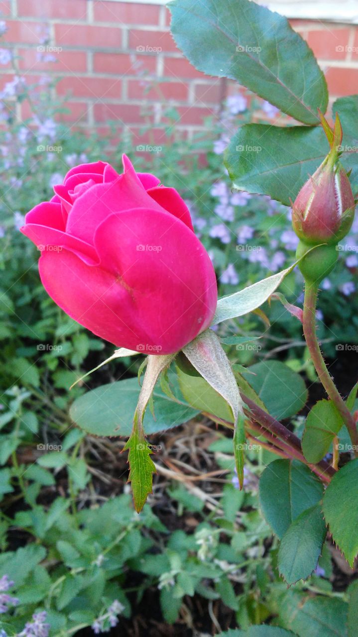 summer time. flowers. colors. beauty