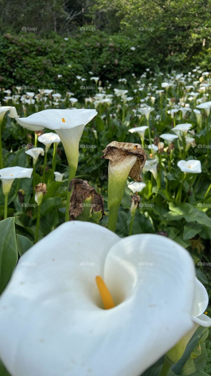 glass of milk flower