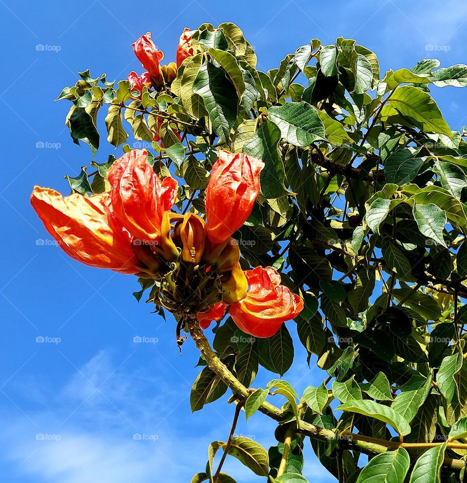 Linda imagem da árvore florida contrastada com o azul anil.