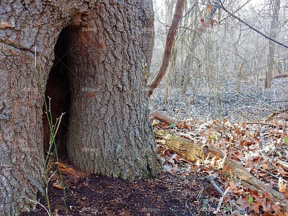 Tree trunk Ojibway Park Springtime 