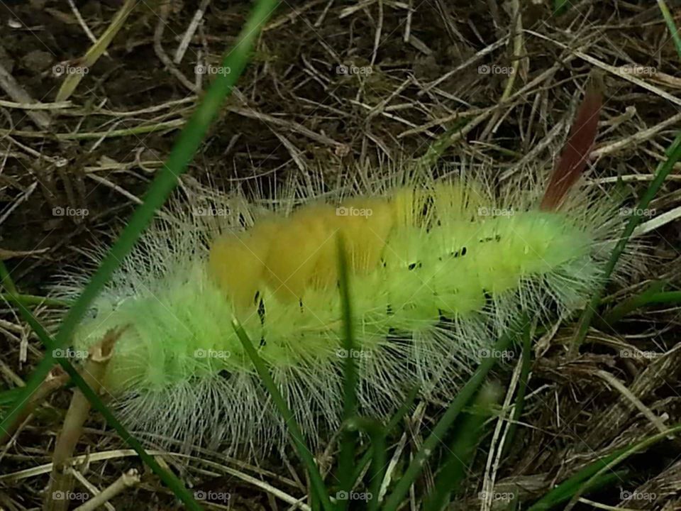 Nature, Caterpillar, Flora, Closeup, Worm