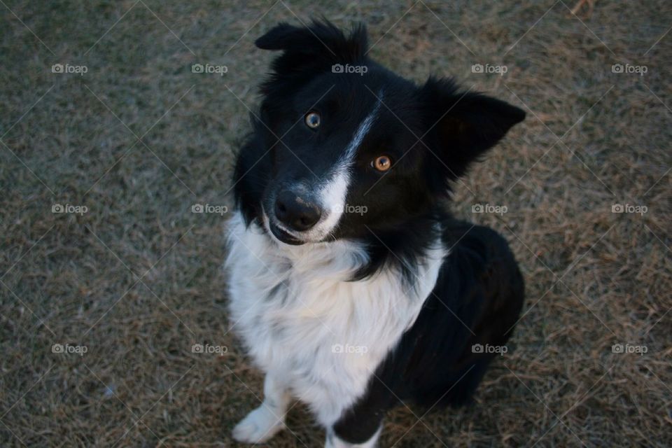 High angle view of dog