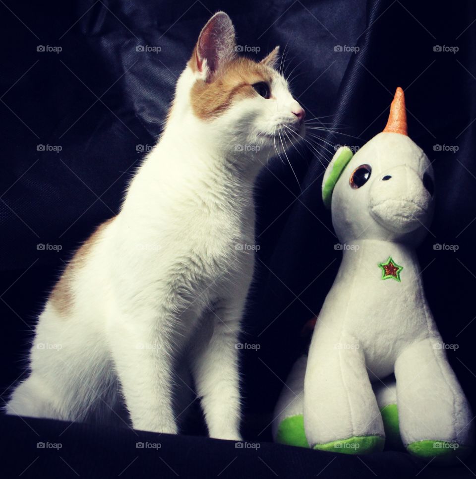 cat and unicorn