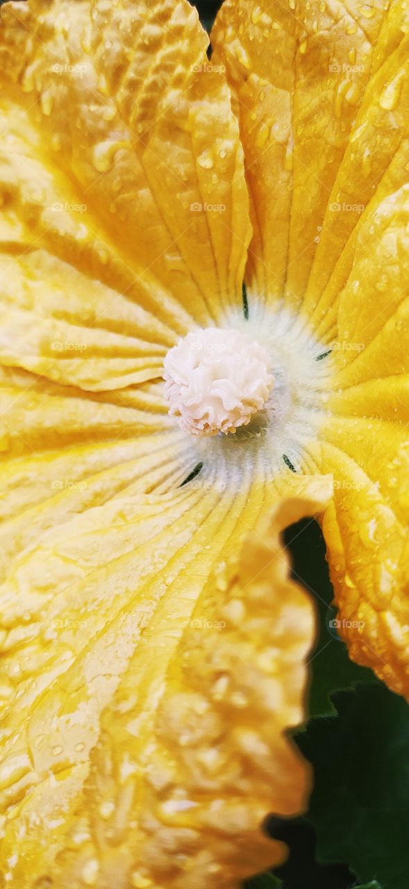 pumpkin flower