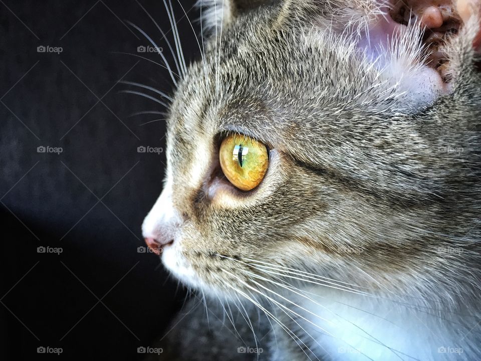 Tabby cat looking away